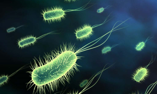 Bacteria on the Move