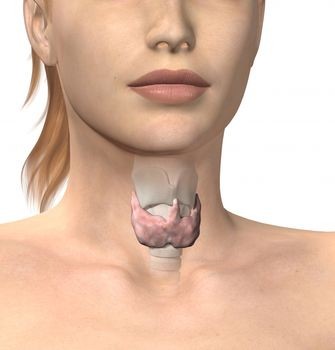 Thyroid Gland In Neck